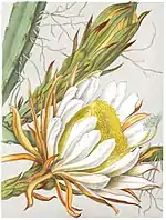 Hylocereus monacanthus