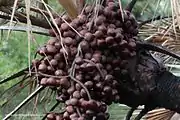 Lebkuchenbeere  (Hyphaene coriacea, Hyphaene thebaica)