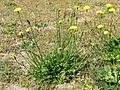 Gewöhnliches Ferkelkraut (Hypochaeris radicata)