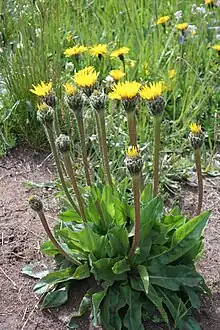 Einköpfiges Ferkelkraut (Hypochaeris uniflora)
