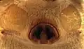 Epigyne von Hypodrassodes maoricus