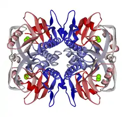 Hypoxanthin-Guanin-Phosphoribosyl-Transferase