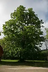 2021 Sommerlinde