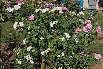 'Quatre Saisons Blanc Mousseux'Rosa Rücksport zu 'Quatre Saisons', halber Strauch