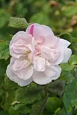 'Quatre Saisons Blanc Mousseux'Rosa Rücksport zu 'Quatre Saisons' an einer Petale