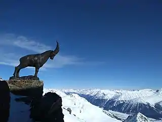 Der Steinbock Guardiaun Grischun unmittelbar bei der Bergstation des Piz Nair
