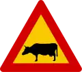 A11.36Rinder