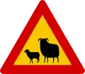 A11.37Schafe