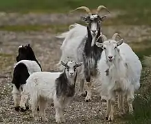 Islandziege