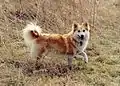 Islandhund