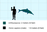 Ichthyosaurus im Vergleich mit einem Menschen