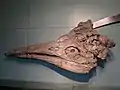 Ichthyosaurier (Leptopterygius trigonodon)