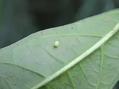 Ei