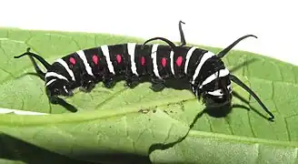 Raupe