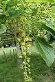 Männliche Blütenstände und Blätter von Idesia polycarpa