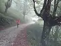 Bei Regen