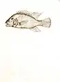 Geophagus brasiliensis