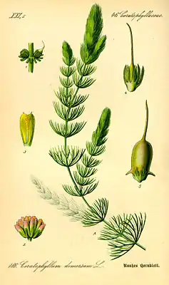Raues Hornblatt