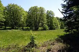 … mit Galeriewald im Mörsbacher Grund (2021)