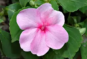 Sorte des Fleißigen Lieschens (Impatiens walleriana)