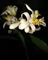 Blüte einer Meyer-Zitrone (Citrus ×meyeri ‘Improved’)