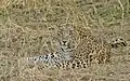 Indischer Leopard im Nationalpark