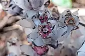 Blüte