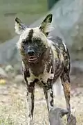 Wildhund