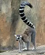 Katta