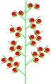 Doppelähre