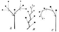 A Dichasium, B Wickel, C Schraubel