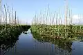 Felder im See