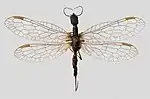 Präparat von Inocellia crassicornis, der Dickhörnigen Kamelhalsfliege