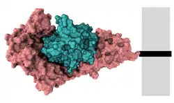Interleukin-1-Rezeptor Typ 1