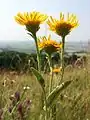 Auch der wärmeliebende Christusaugen-Alant (Inula oculus-christi) gilt als gefährdet.