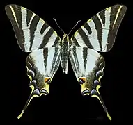 ♀