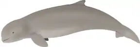 Der Irawadidelfin