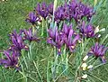 Eine Gruppe violett blühender Zwerg-Iris