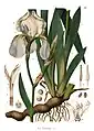 C. F. Schmidt 1859: Iris florentina