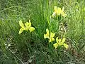 Sand-Schwertlilie (Iris humilis subsp. arenaria), in Österreich stark gefährdet