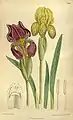 Iris reichenbachii, Tafel 8812 (1919)