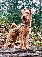 Irish Terrier