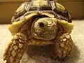 Junge Spornschildkröte