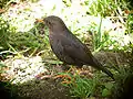 Turdus poliocephalus carbonarius Verbreitung: Papua-Neuguinea