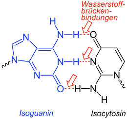 Isoguanin-Isocytosin-Basenpaarung
