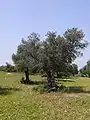 Olivenbaum