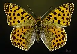 ♀