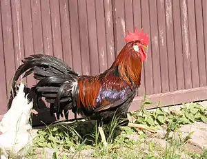 Italiener (Huhn)