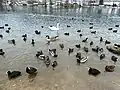 Wasservögel am Nordufer