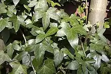 Gemeiner Efeu(Hedera helix)